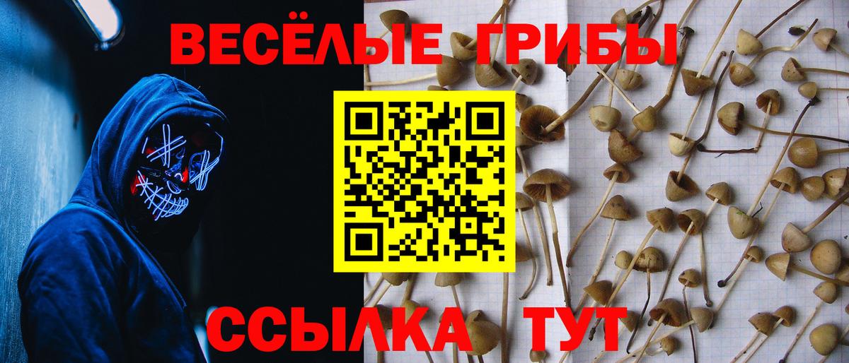 Псилоцибиновые грибы Psilocybe Барабинск